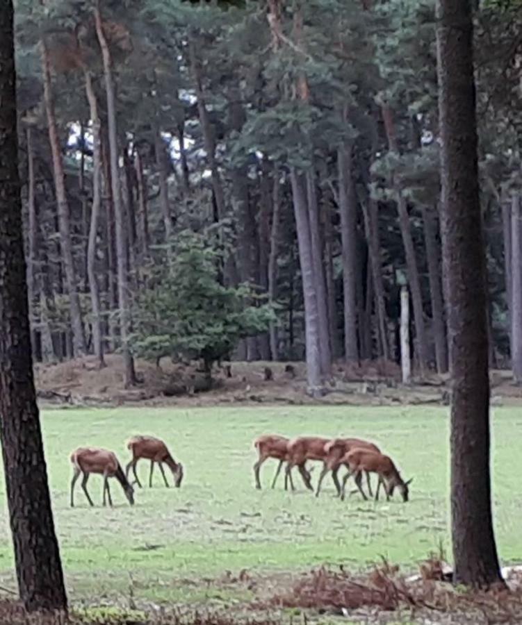 Boshuis Turquoise / Smaakvol Genieten Op De Veluwe Hoenderloo Luaran gambar