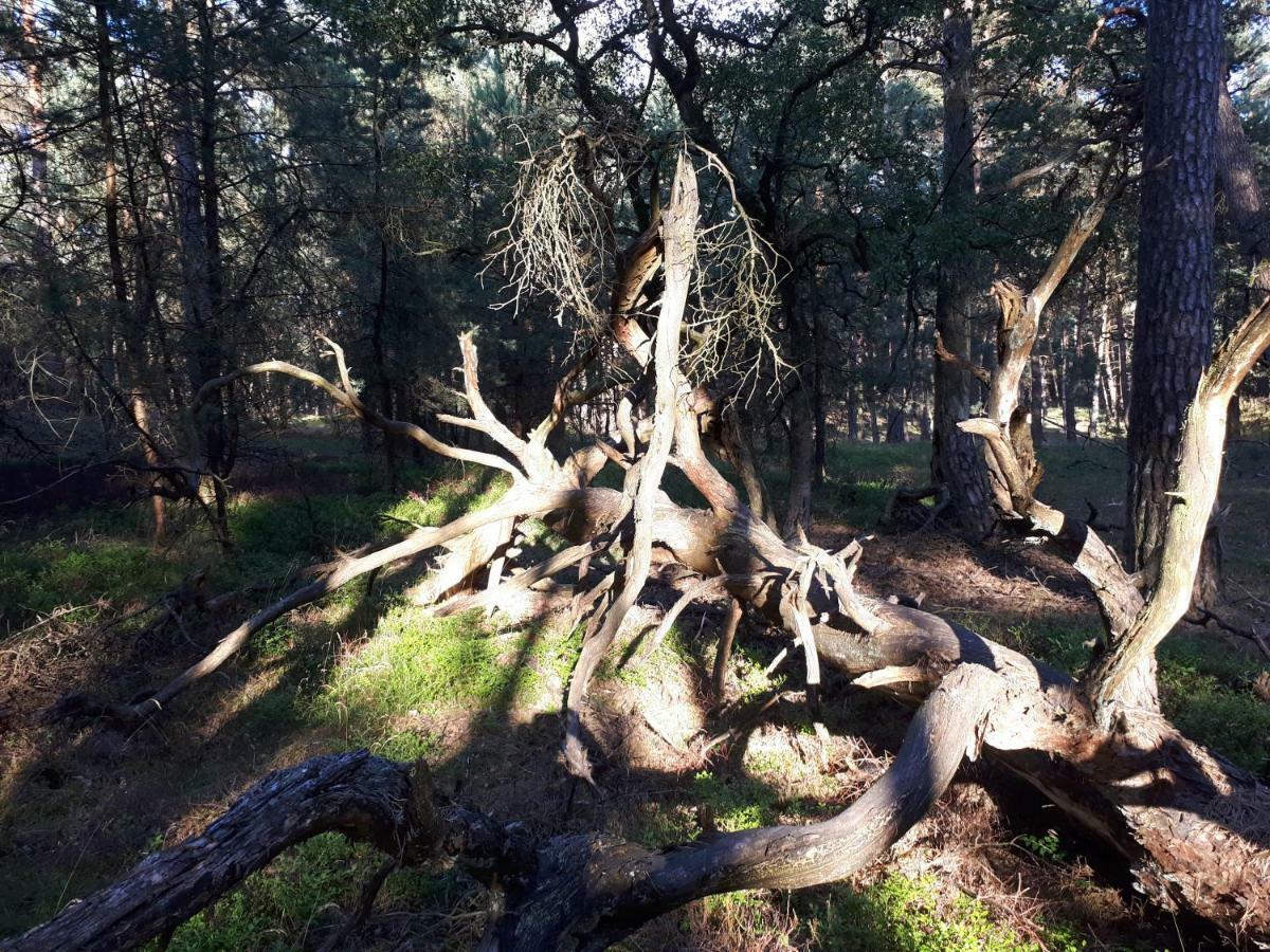 Boshuis Turquoise / Smaakvol Genieten Op De Veluwe Hoenderloo Luaran gambar